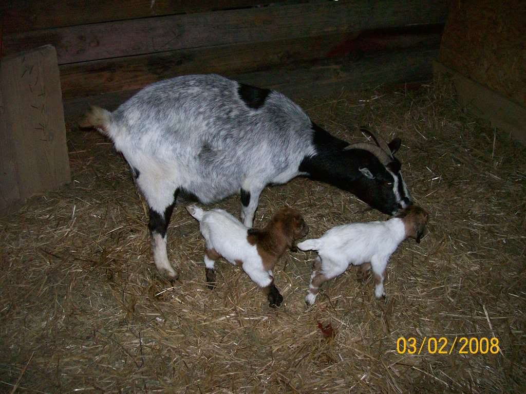 Our first babies!! - Goats