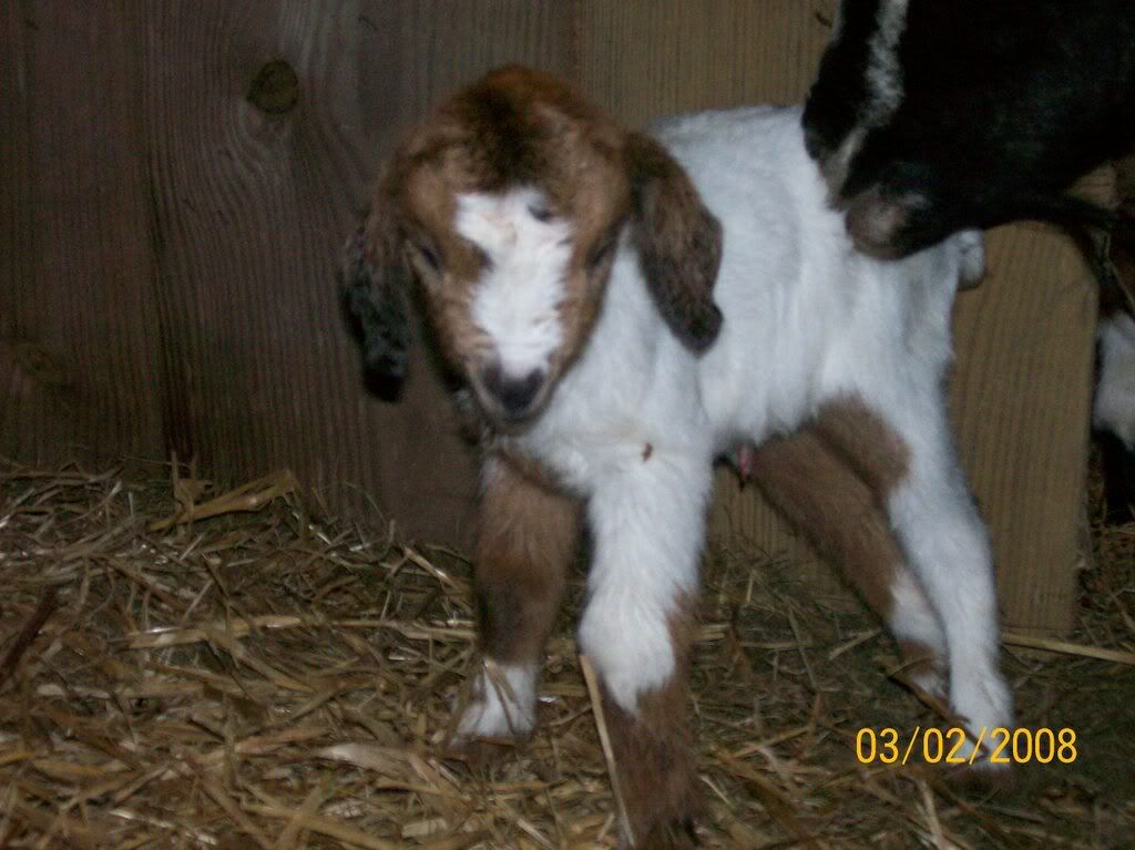 Our first babies!! - Goats