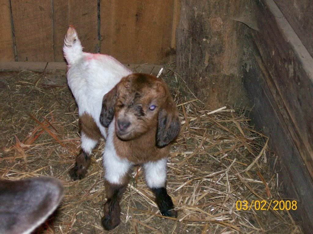 Our first babies!! - Goats