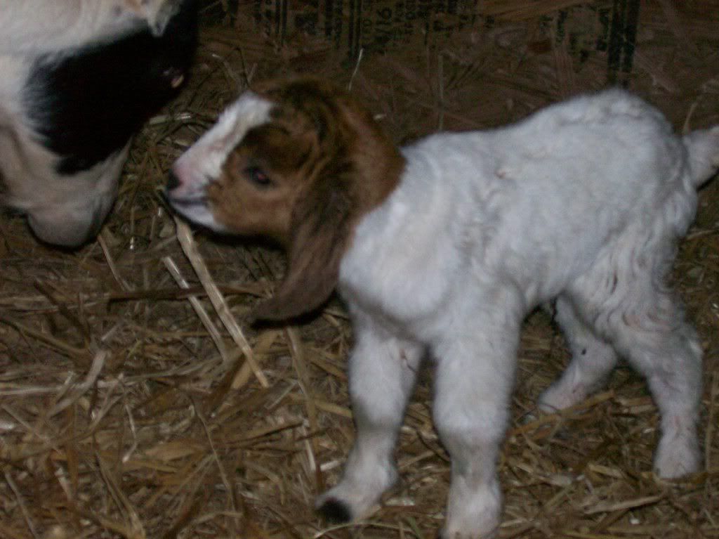 Whilwind week with babies :o) - Goats