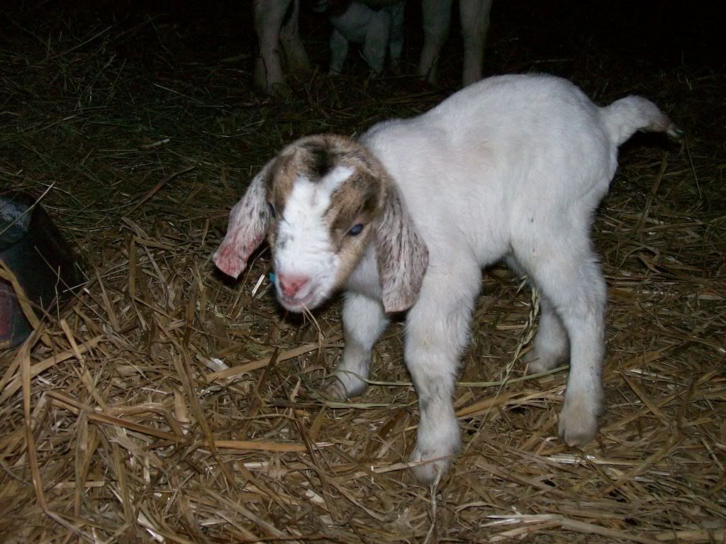 Whilwind week with babies :o) - Goats