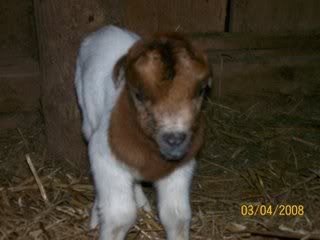 Another baby! - Goats