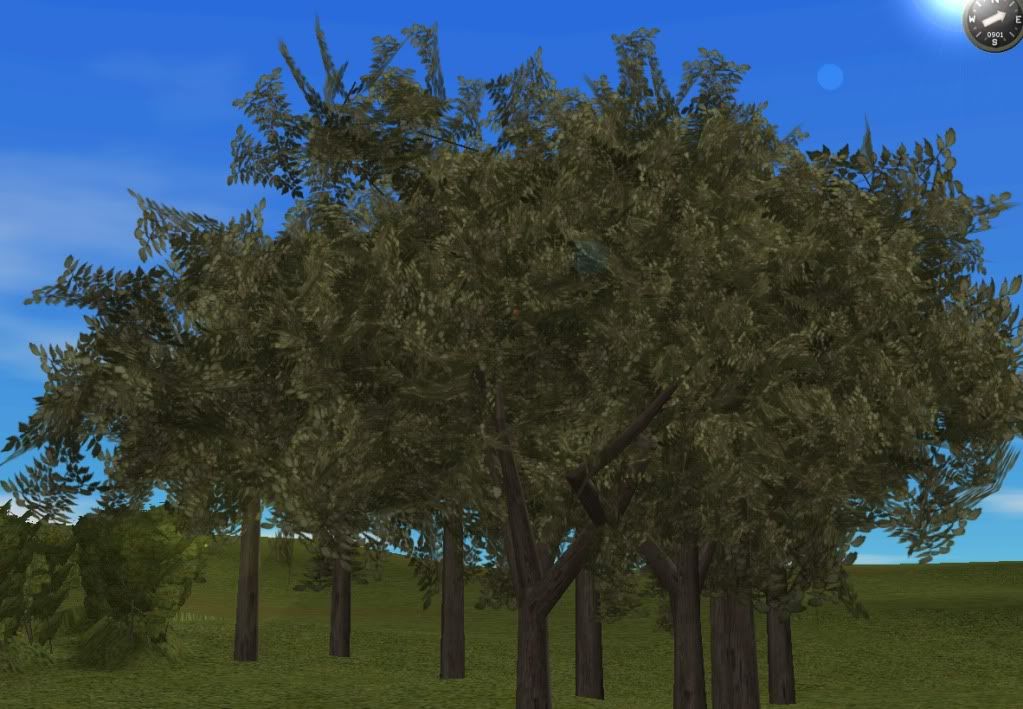 Tree1-eucalyptus.jpg