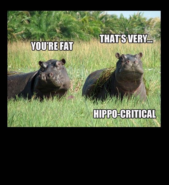 funny photo: zhippo hippo-critical.jpg