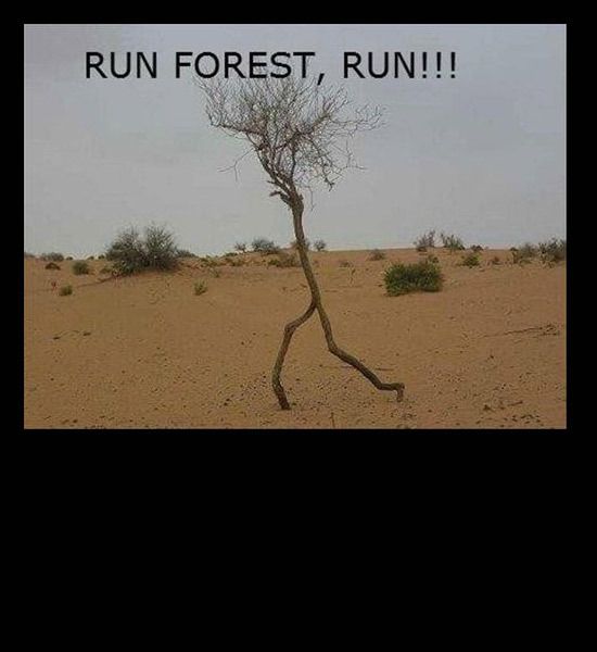 run-forest-run.jpg