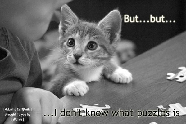 <img:http://i261.photobucket.com/albums/ii45/wolviethecool/puzzled-kitty-1.jpg?t=1228780162>