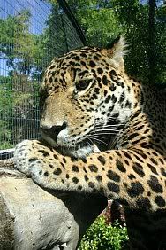 Jorge the jaguar from Denver Zoo