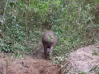 Tapir Leaving the Pitfall & Returning to the Forest