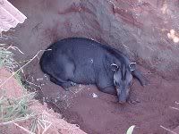 Tapir in Pitfall