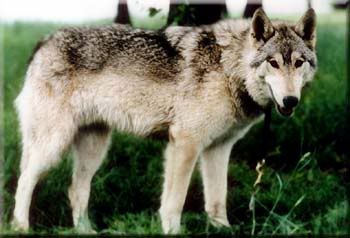 A wolf hybrid deserves room to roam safely, a social envrironment, and lots of activity and enrichment.