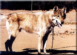 Inhumane treatment is commonly found with owners unprepared for wolf hybrid ownership.