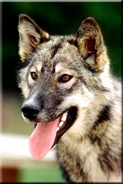 This animal fools many people into thinking that it is a wolf dog. Sorry, it is a purebred Inuit dog.