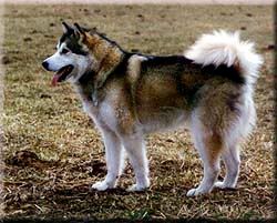 Many people guess that this is a wolf dog when it is actually a Malamute.