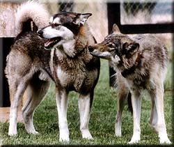 Both these animals were claimed to be hybrids.  Misrepresentation can create the wrong impression that hybrids are good pets. Many unethical people sell dogs claiming that they are wolf hybrids or wolves.