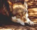 California Wolf Center Mexican Wolf