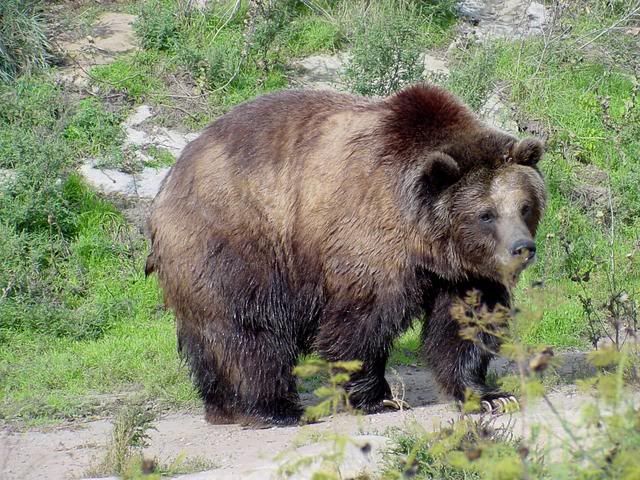 grizzly bear attack. a ear attack today…and it