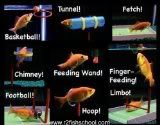 rs fish school kit to train your fish!