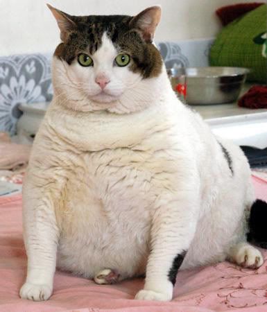 fat cat. Fat-cat. fat cats