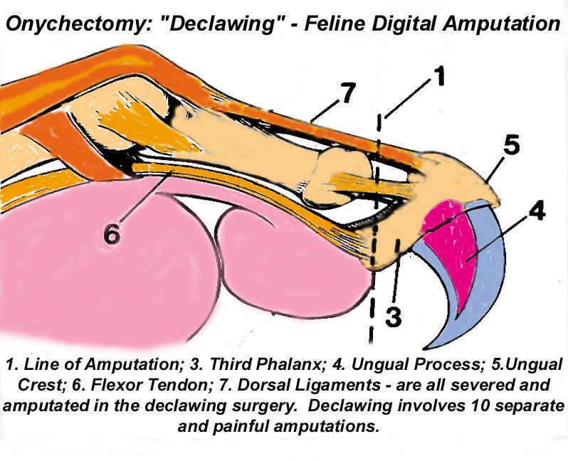 feline digital amputation onychectomy