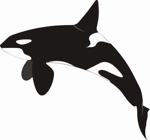 orcinus orca the killer whale