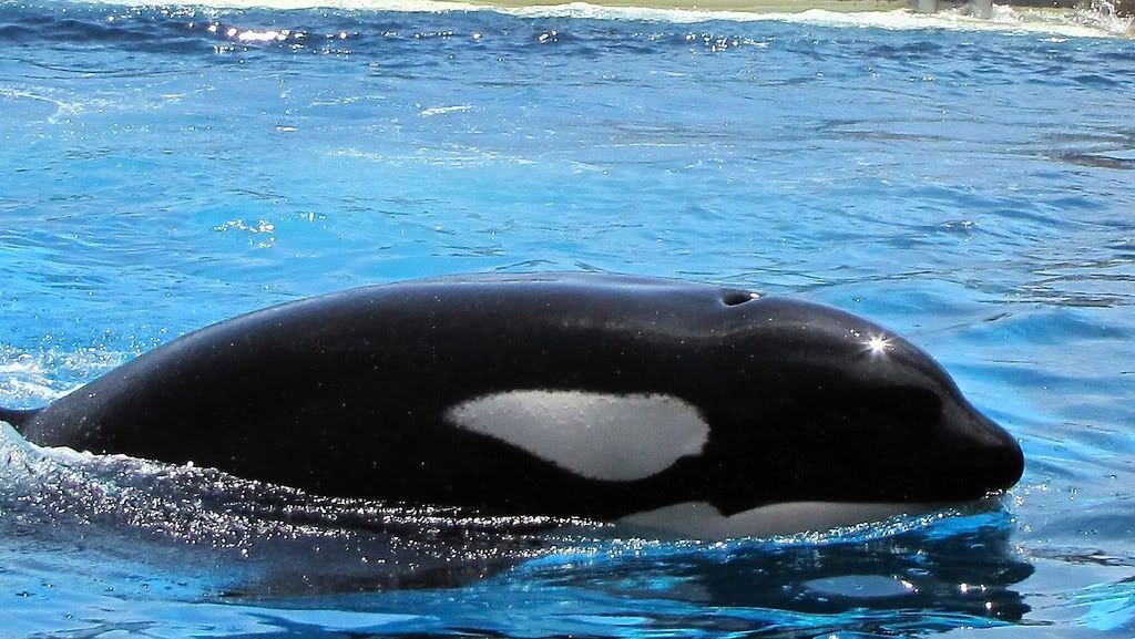 sea world killer whale trainer killed occupational hazard