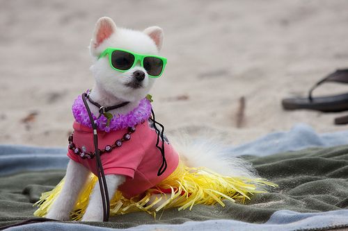 Image result for dogs dressed up on the beach