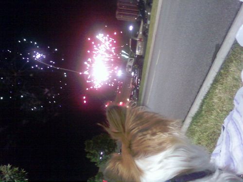 dog fireworks