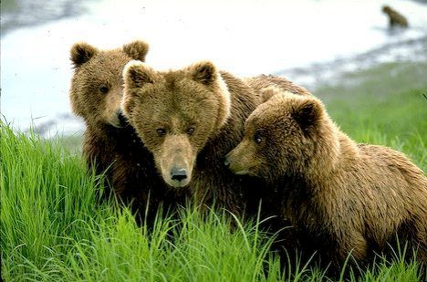 grizzly bear sow with cubs