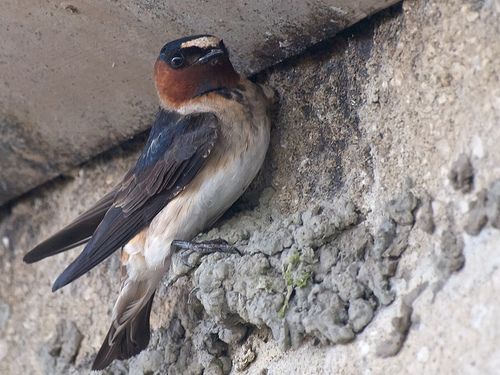 swallows return to capistrano