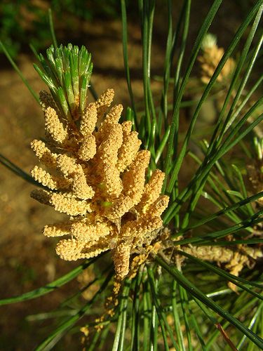 yellow pine pollen