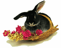 Kick the Easter Rabbit Habit