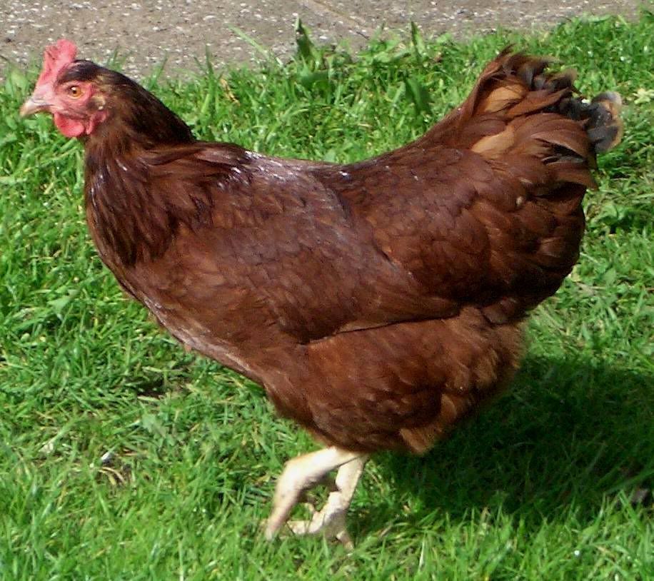 Photograph of Rhode Island Red