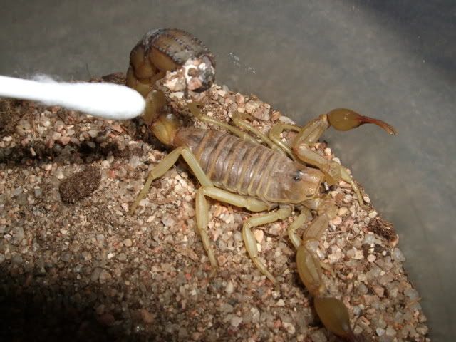 scorpion poop