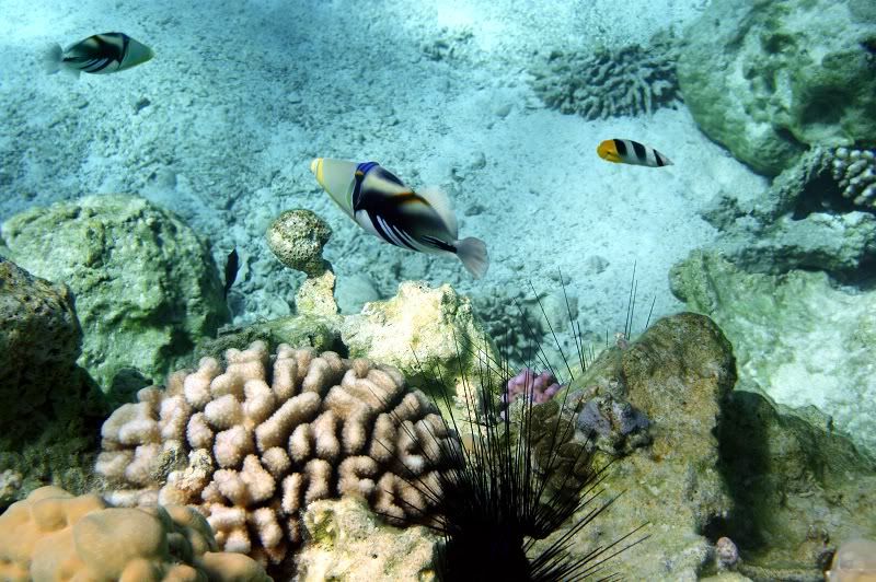 Podmorsk svet Bora Bora