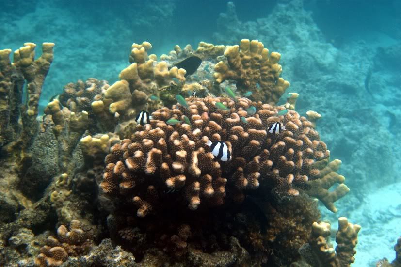 Koraly a ich obyvatelia