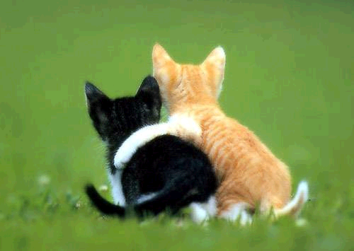 friendship_kittens.png friendship kittens image by reeva11