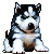 Siberian husky Gif. file Pictures, Images and Photos
