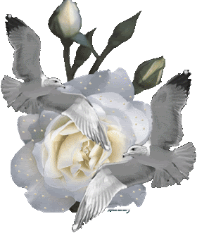 witte roos met duif