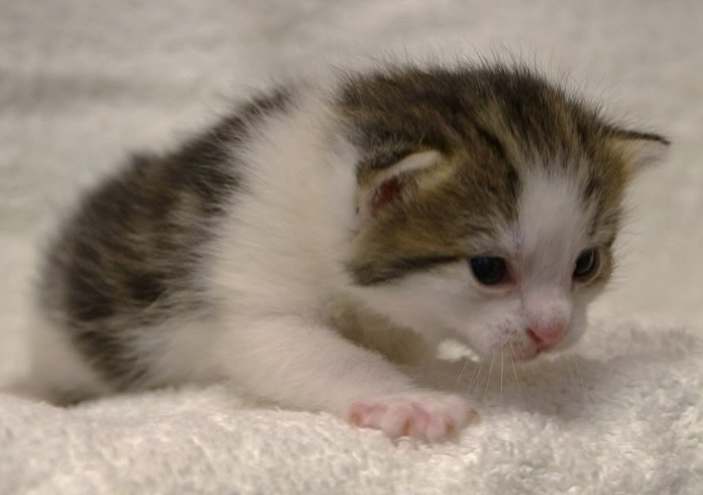 http://i261.photobucket.com/albums/ii58/keithnewsome/kittens/DSC_0540.jpg