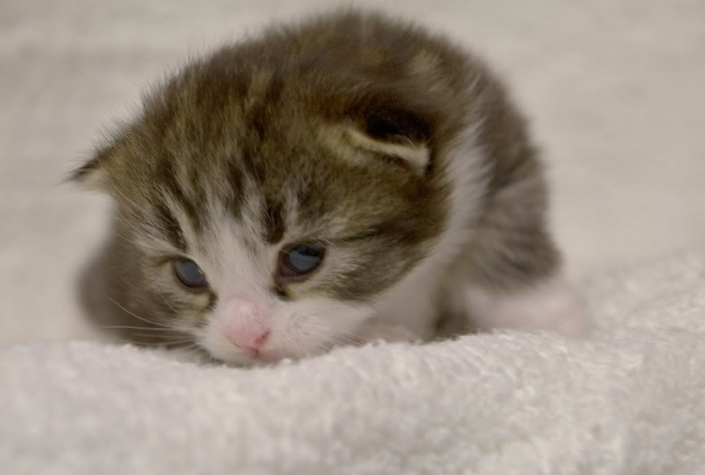 http://i261.photobucket.com/albums/ii58/keithnewsome/kittens/DSC_0547.jpg