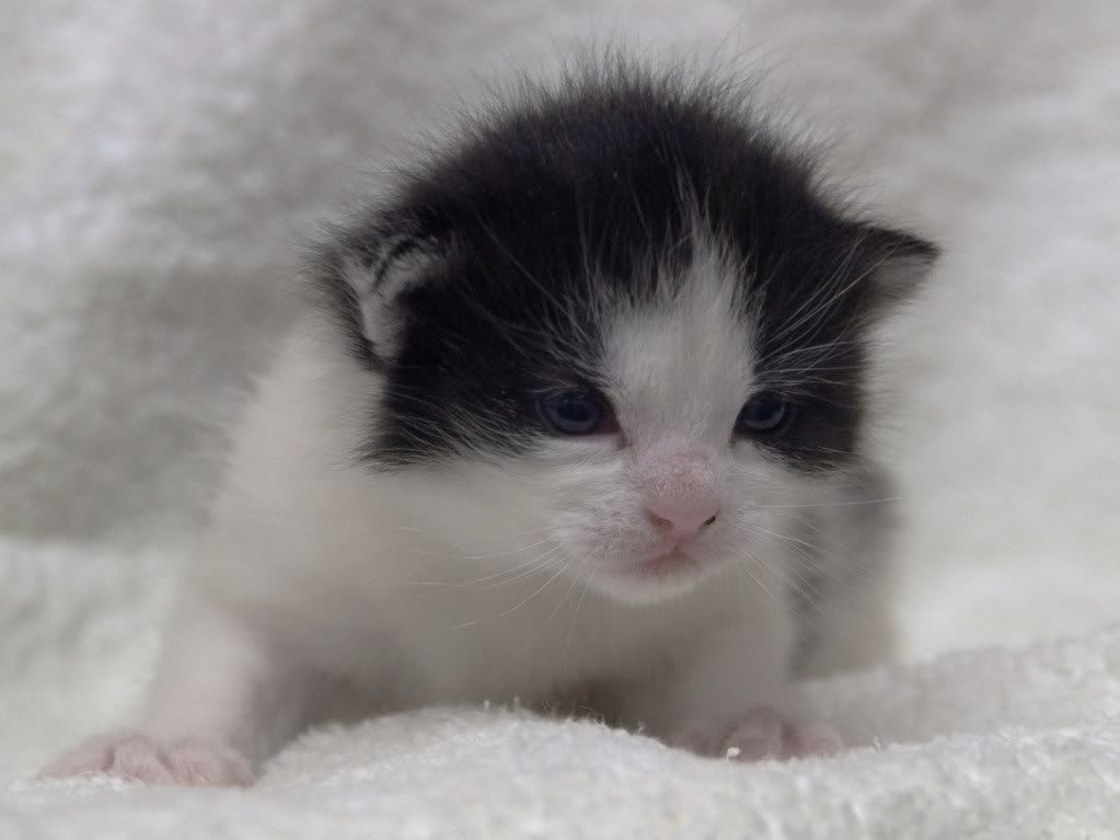 http://i261.photobucket.com/albums/ii58/keithnewsome/kittens/DSC_0550.jpg