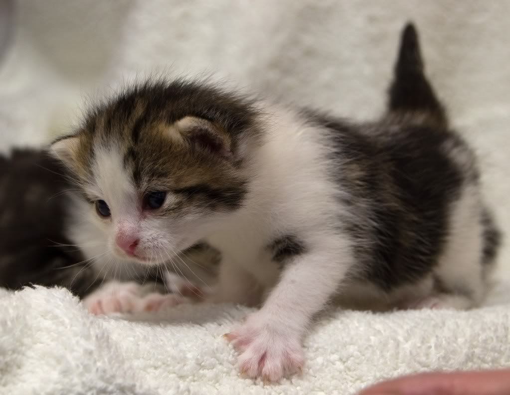 http://i261.photobucket.com/albums/ii58/keithnewsome/kittens/DSC_0556.jpg