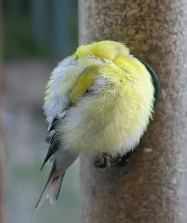 ball bird