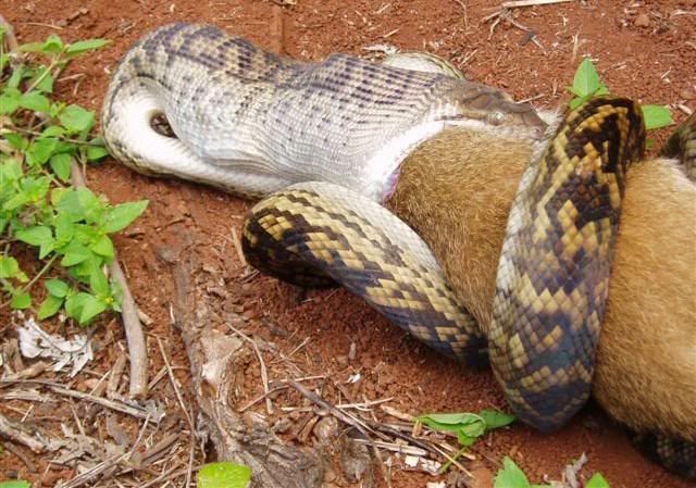 1.jpg snake&kangaroo picture by tarahomi