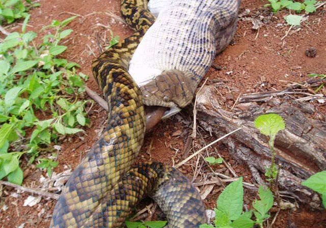 6.jpg snake&kangaroo picture by tarahomi