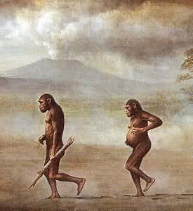 Australopithecus_afarensis.jpg Australopticus afarensis picture by tarahomi