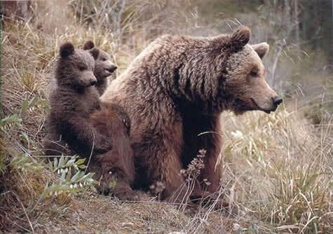 Bear_and_cubs_fapas.jpg Brown Bear picture by tarahomi