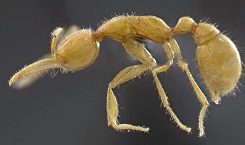 NEW_ANCIENT.jpg Newly-discovered bizarre ant picture by tarahomi