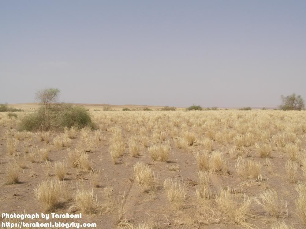 P9090083.jpg Maranjab Desert picture by tarahomi