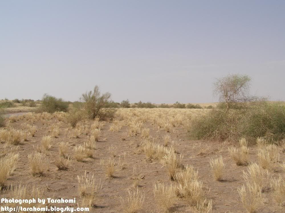 P9090088.jpg Maranjab Desert picture by tarahomi